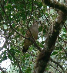 White-faced Quail-Dove